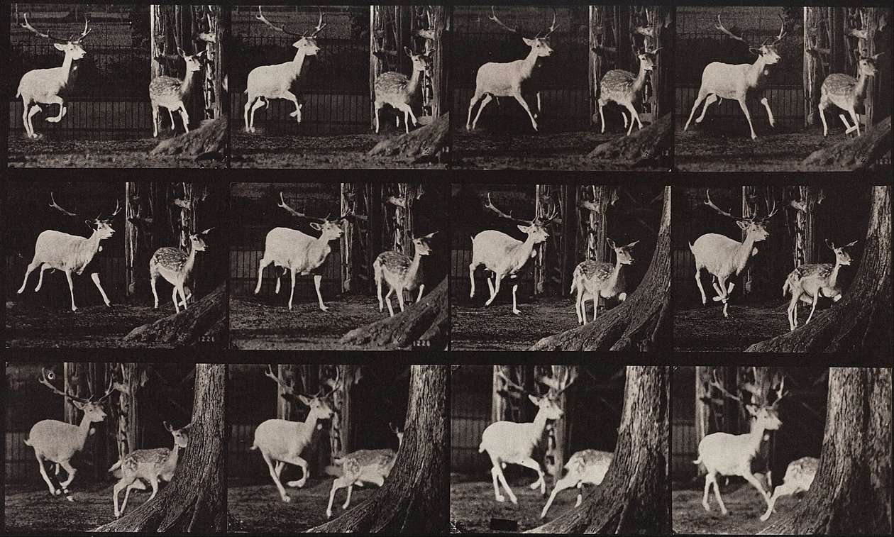 Állatok mozgása, 686. tábla alkotó: Eadweard Muybridge