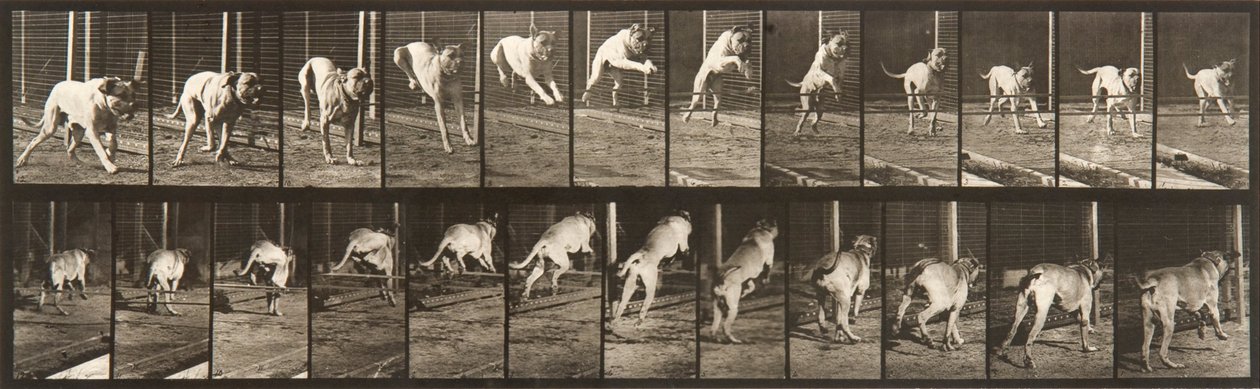 Állatok mozgása, 712. tábla alkotó: Eadweard Muybridge