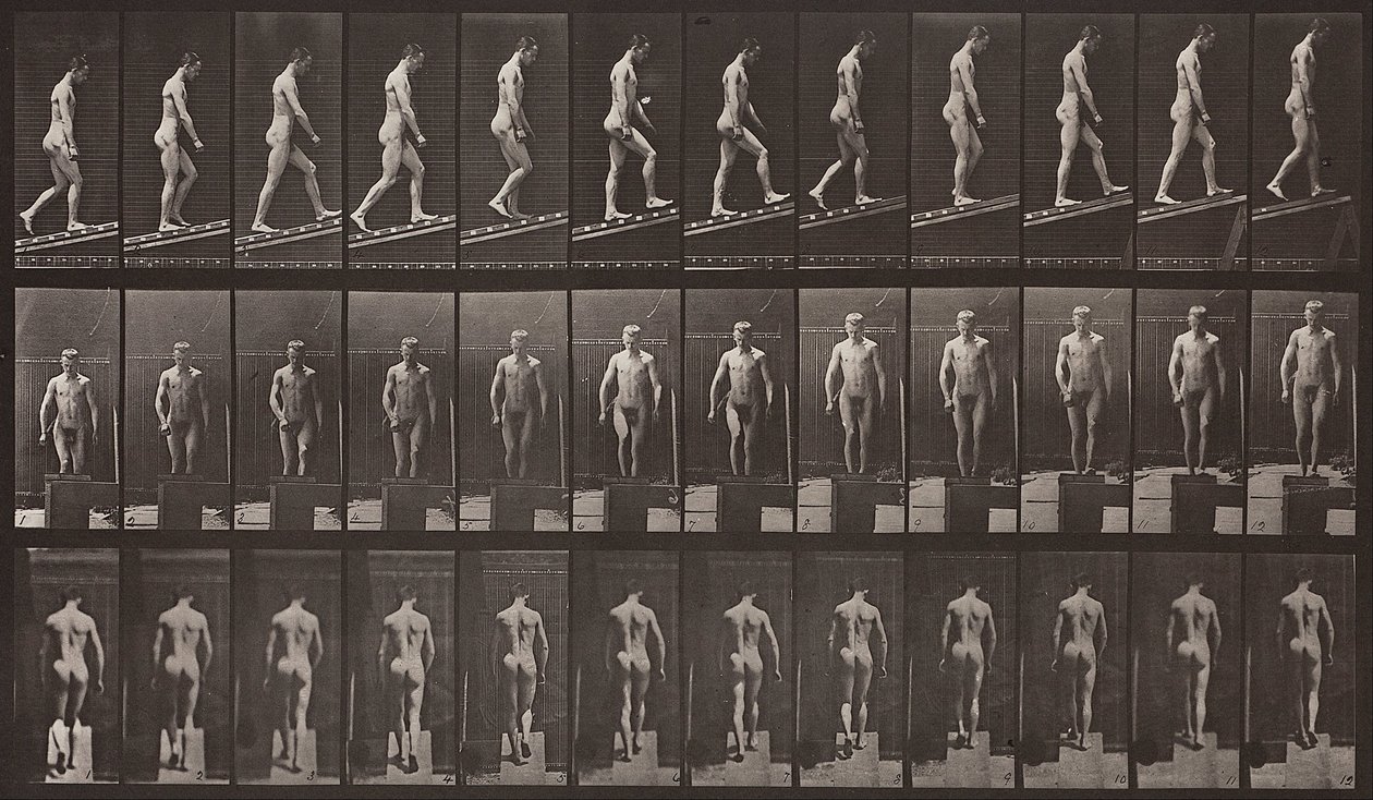 Állatok mozgása, 74. tábla alkotó: Eadweard Muybridge