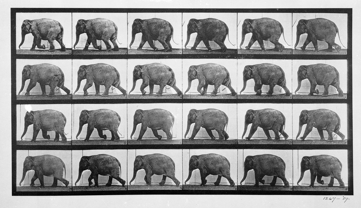 Elefántjárás, 733-as tábla az „Animal Locomotion”-ból, 1887 alkotó: Eadweard Muybridge