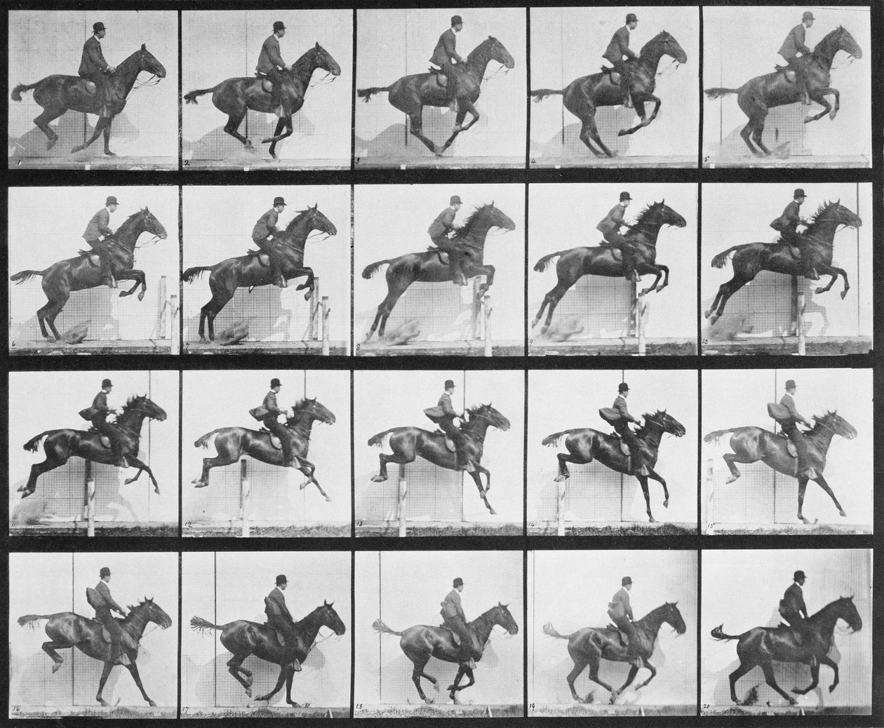 Férfi és ló ugrál a kerítésen, 640-es tábla az „Animal Locomotion”-ból, 1887 alkotó: Eadweard Muybridge