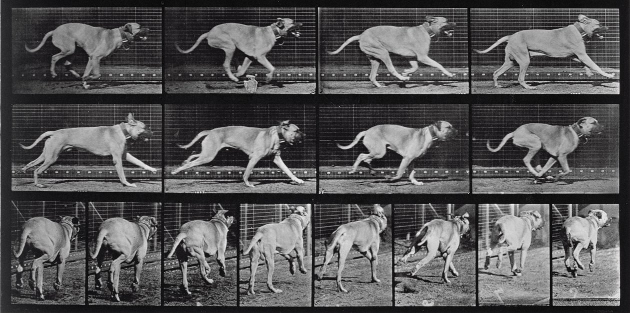 Futókutya, 707-es tábla az „Animal Locomotion”-ból, 1887 alkotó: Eadweard Muybridge