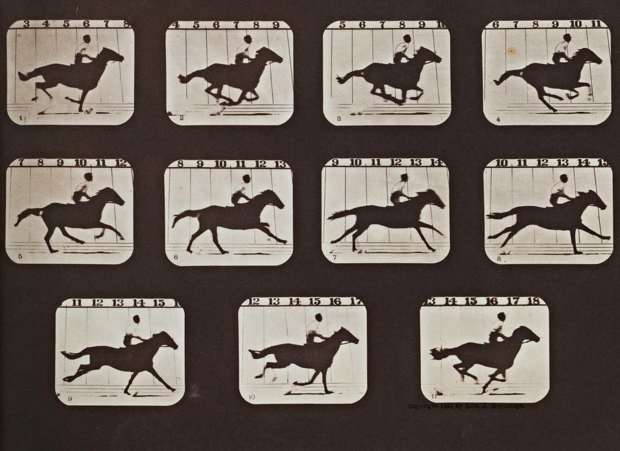 Sallie Gardner: A mozgásban lévő állatok attitűdje alkotó: Eadweard Muybridge