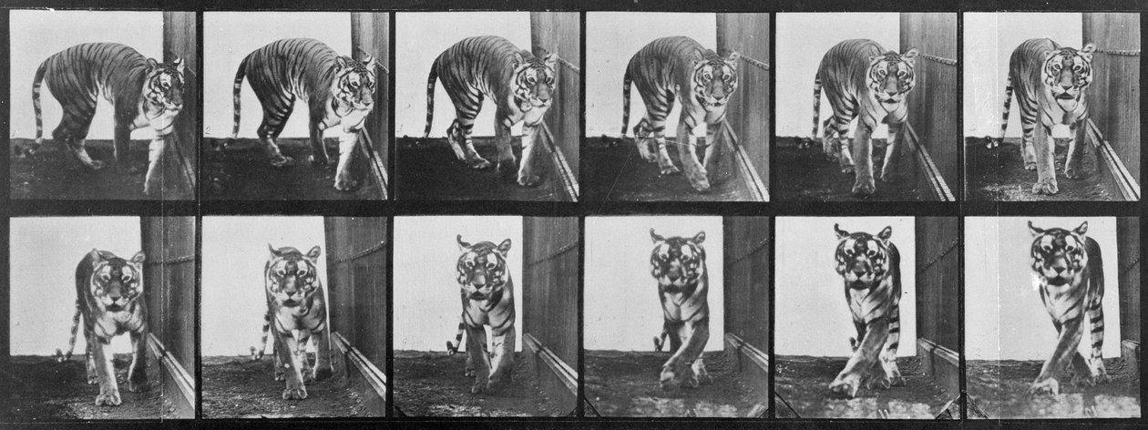 Tigris ingerlés, az 