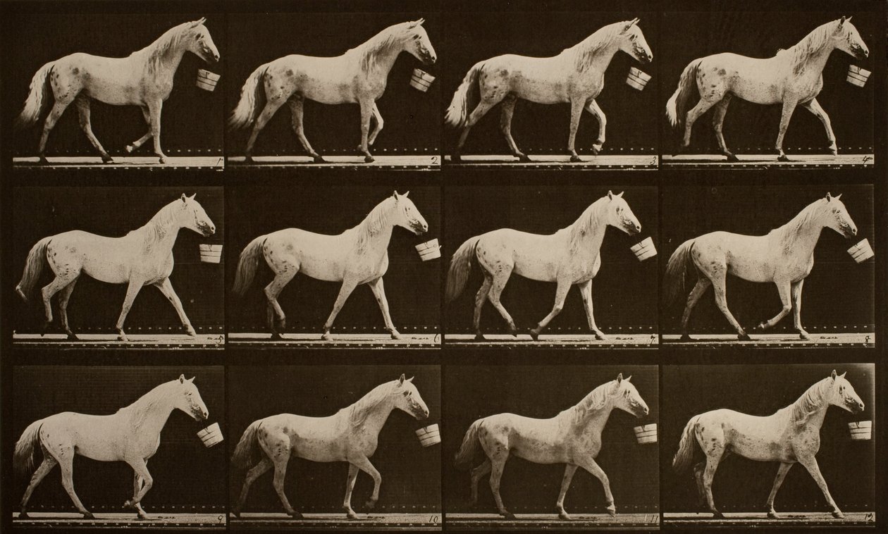 Séta vödörrel a szájában; világosszürke ló, sas alkotó: Eadweard Muybridge