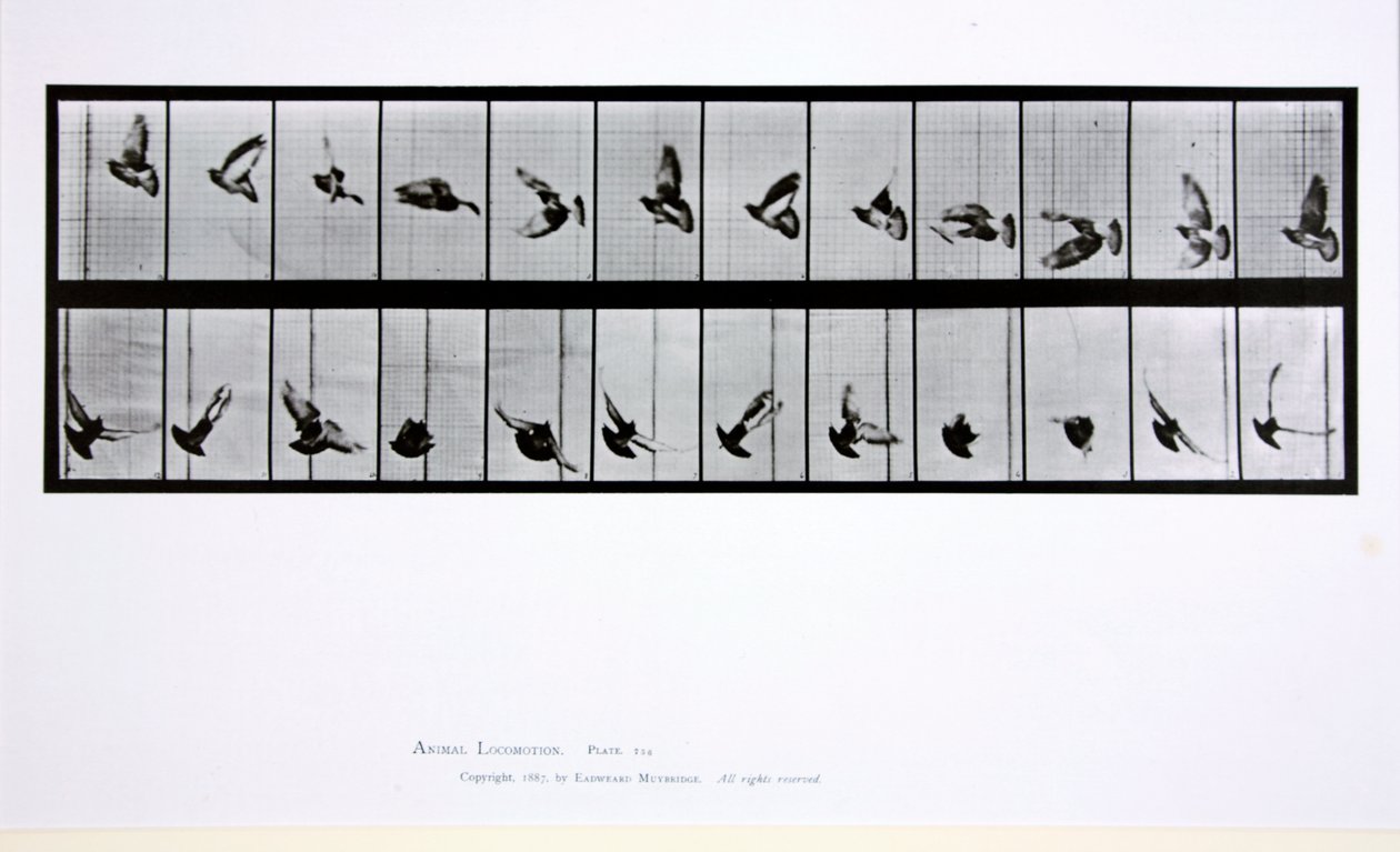 Repülő madár, 756-os tábla az „Animal Locomotion”-ból, 1887 alkotó: Eadweard Muybridge
