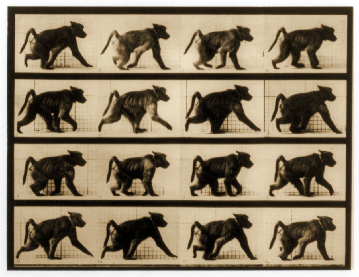 Egy pávián futás képsorozata, „Animal Locomotion” sorozat, 1887 körül alkotó: Eadweard Muybridge