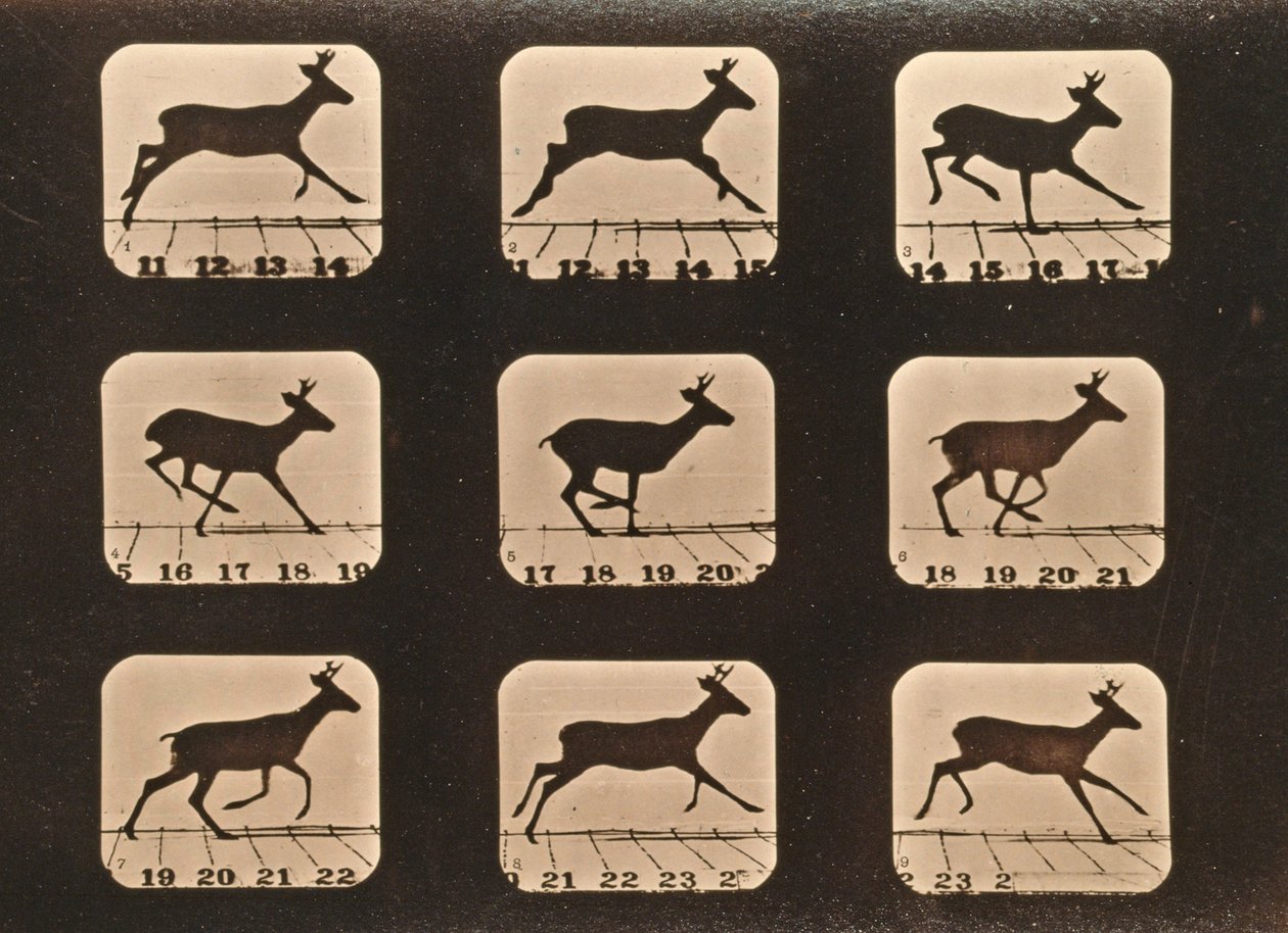 Képsorozat egy futó szarvasról, „Animal Locomotion” sorozat, 1881 körül alkotó: Eadweard Muybridge