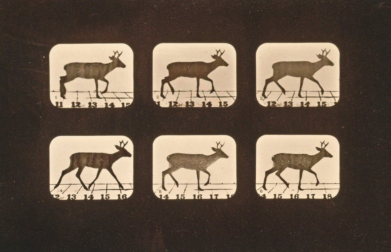 Képsorozat egy ügető szarvasról, „Animal Locomotion” sorozat, 1881 körül alkotó: Eadweard Muybridge