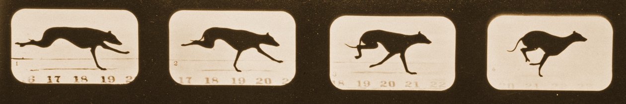 Képsorozat futó agárokról, „Animal Locomotion” sorozat, 1881 körül alkotó: Eadweard Muybridge