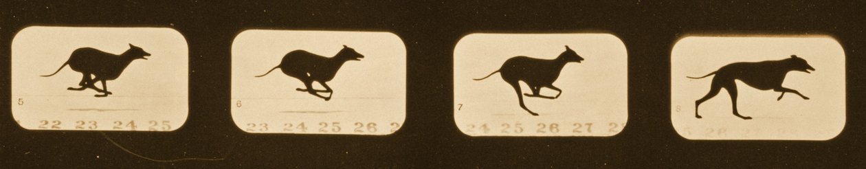 Képsorozat futó agárokról, „Animal Locomotion” sorozat, 1881 körül alkotó: Eadweard Muybridge