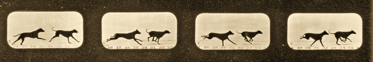 Képsorozat futó agárokról, „Animal Locomotion” sorozat, 1881 körül alkotó: Eadweard Muybridge