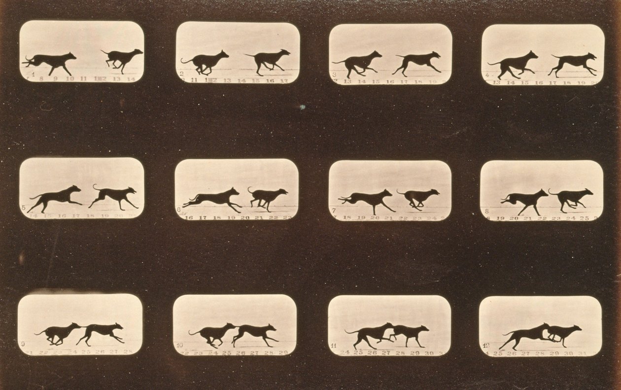 Képsorozat futó agárokról, „Animal Locomotion” sorozat, 1881 körül alkotó: Eadweard Muybridge