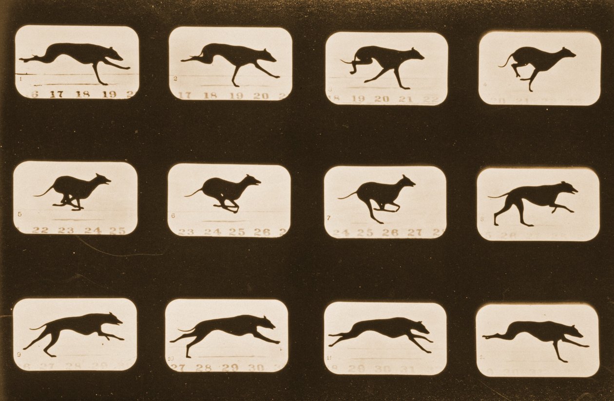 Képsorozat futó agárokról, „Animal Locomotion” sorozat, 1881 körül alkotó: Eadweard Muybridge