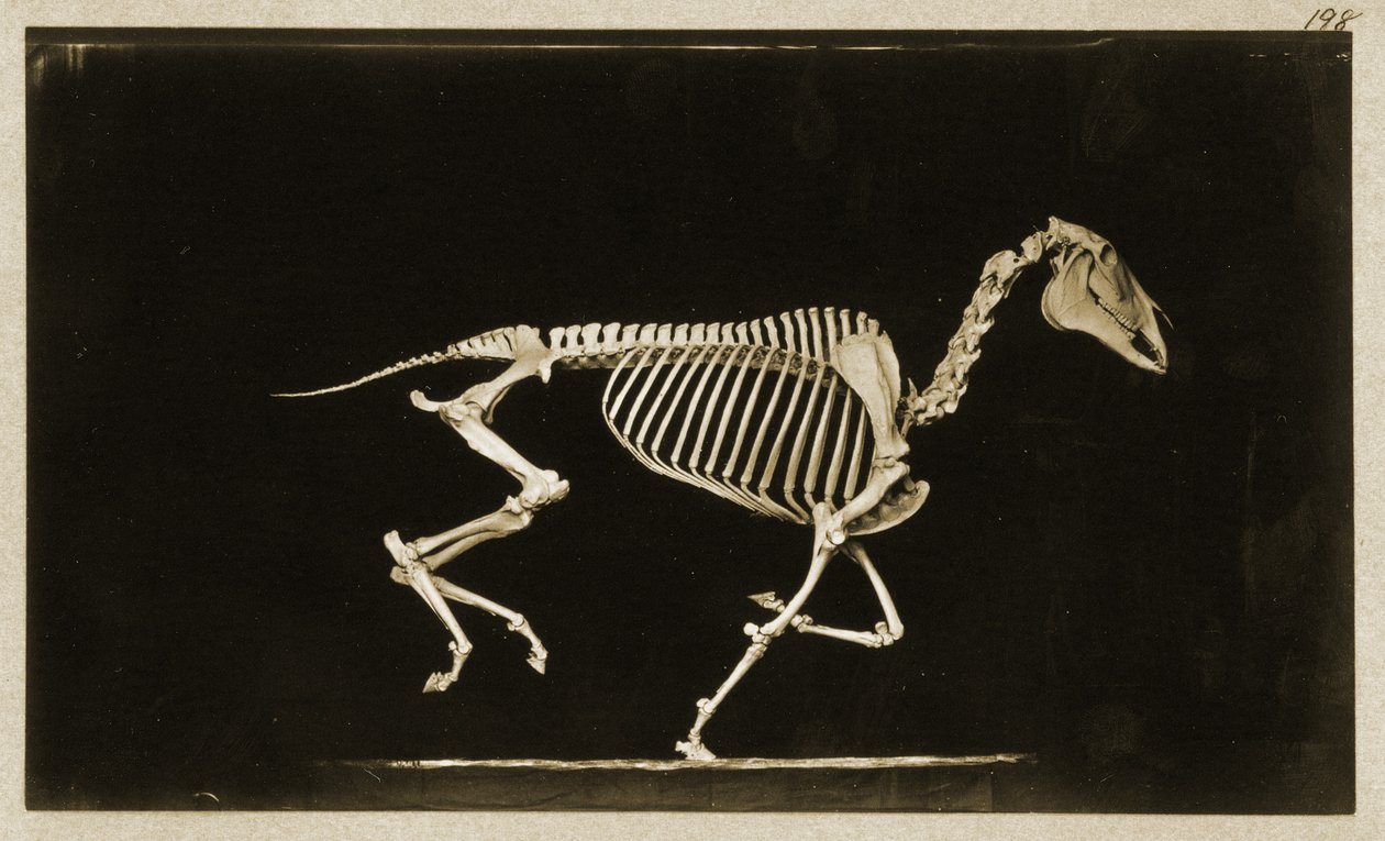 Futó ló csontváza alkotó: Eadweard Muybridge