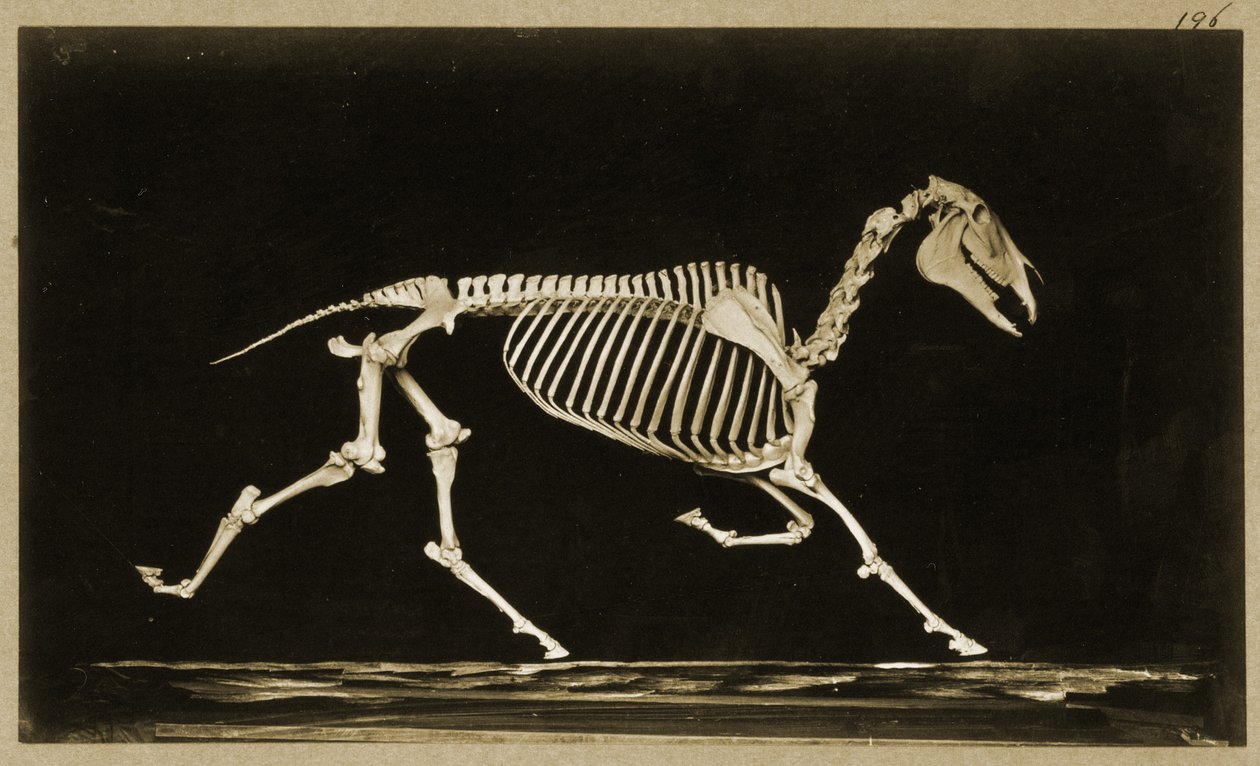 Futó ló csontváza alkotó: Eadweard Muybridge