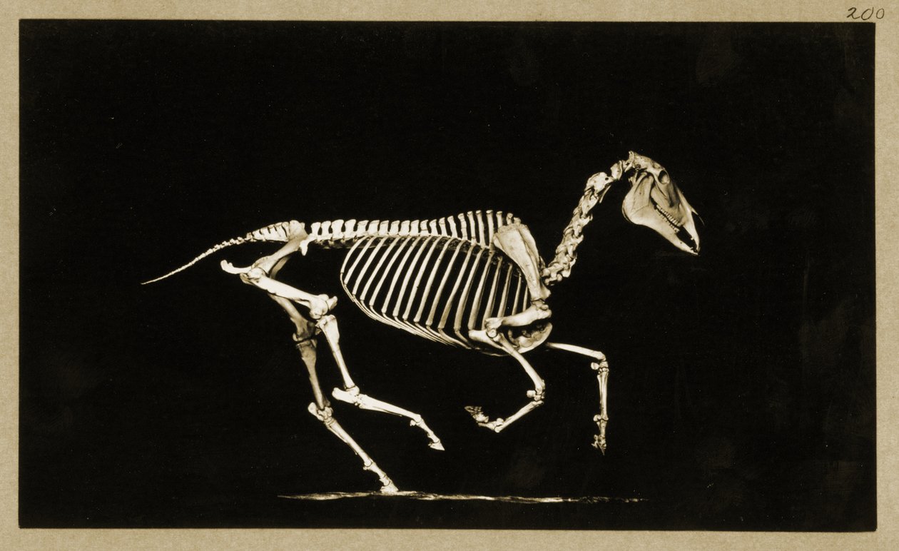 Futó ló csontváza alkotó: Eadweard Muybridge
