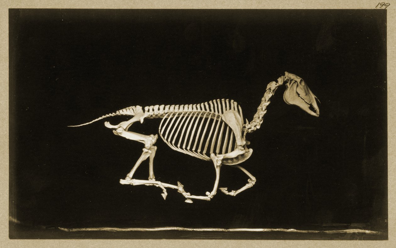 Futó ló csontváza alkotó: Eadweard Muybridge
