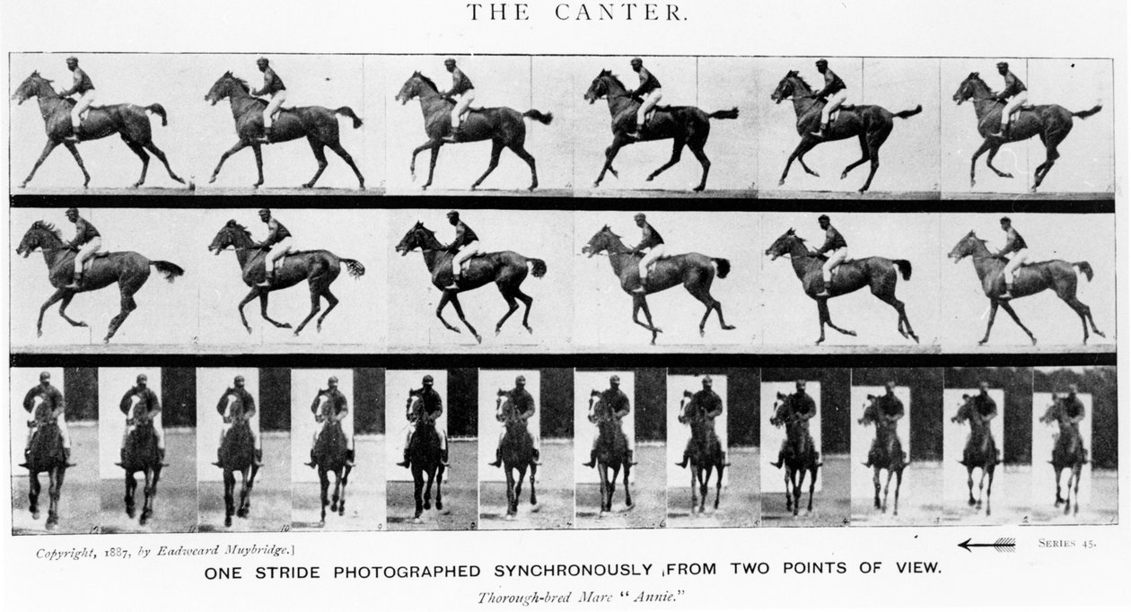 The Canter: One Stride Photographer Synchronously from Two Points of View, 1887, illusztrációja Eadweard Muybridge „Animals in Motion” című művéből, 1907-es kiadás alkotó: Eadweard Muybridge