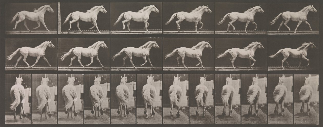 Állati mozgás. Az állatok egymást követő fázisainak elektro-fotográfiai vizsgálata ..., 1880-as évek. alkotó: Eadweard Muybridge