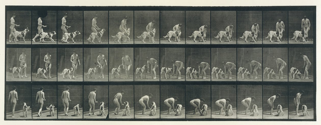 Állati mozgás. Az állatok egymást követő fázisainak elektro-fotográfiai vizsgálata ..., 1880-as évek. alkotó: Eadweard Muybridge
