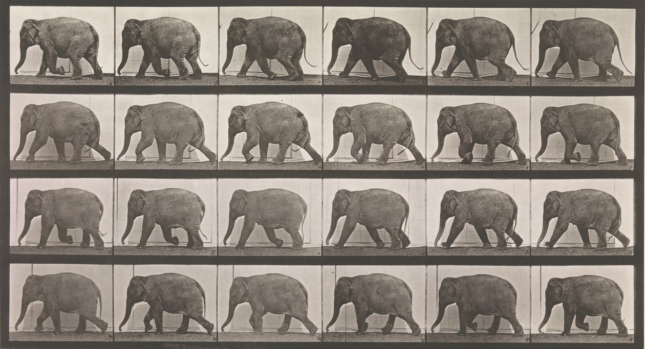 Állati mozgás. Az állatok egymást követő fázisainak elektro-fotográfiai vizsgálata ..., 1880-as évek. alkotó: Eadweard Muybridge