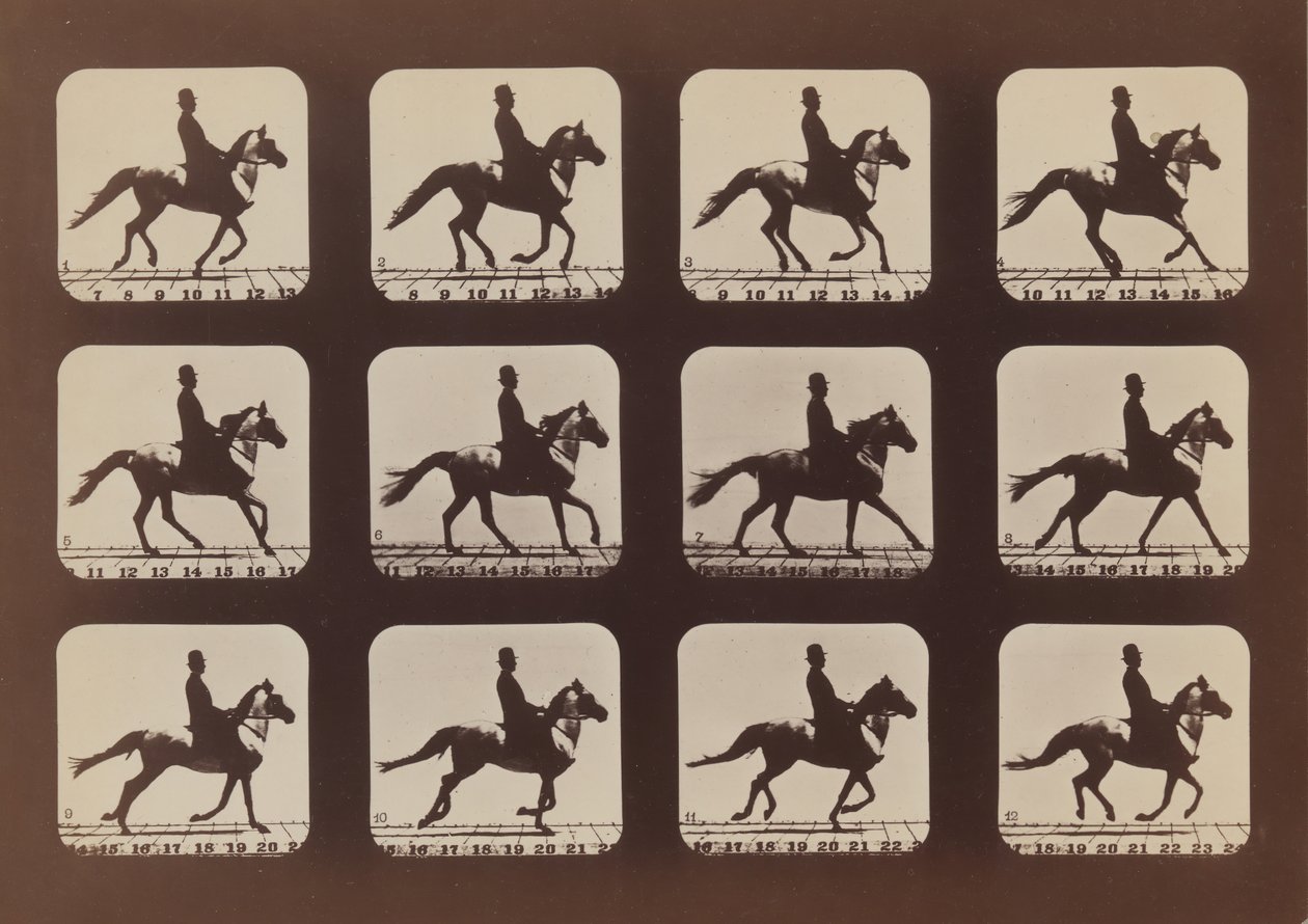 Az Állatok attitűdjei mozgásban, 1879, nyomtatva 1881. alkotó: Eadweard Muybridge