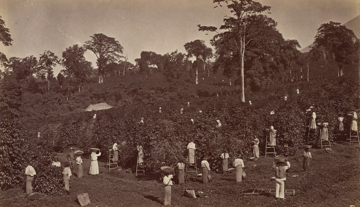 Kávészüret, Las Nubes-Guatemala, 1875. alkotó: Eadweard Muybridge