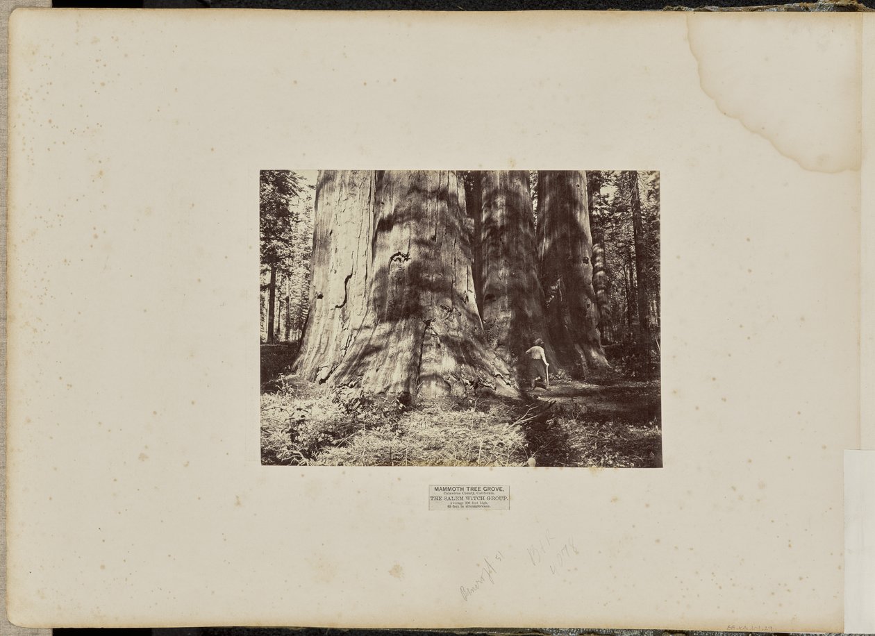Mammoth Tree Grove, Calaveras megye, Kalifornia. A Salemi Boszorkányok Csoportja. Átlagosan 300 láb magas, 65 láb kerületű. alkotó: Eadweard J. Muybridge