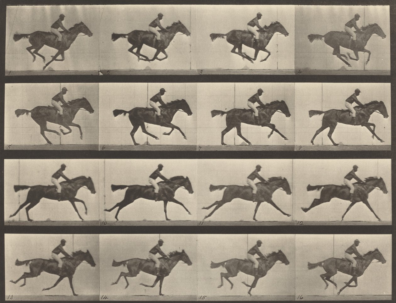 626. rendszám. Vágta, telivér öböl kanca, Annie G., 1887. alkotó: Eadweard Muybridge