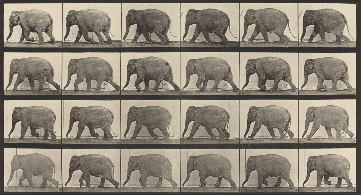 733. táblaszám. Elefántjárás, 1887. alkotó: Eadweard Muybridge