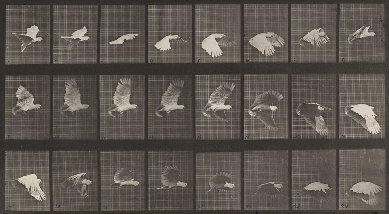758-as rendszám. Repülő kakadu, 1887. alkotó: Eadweard Muybridge
