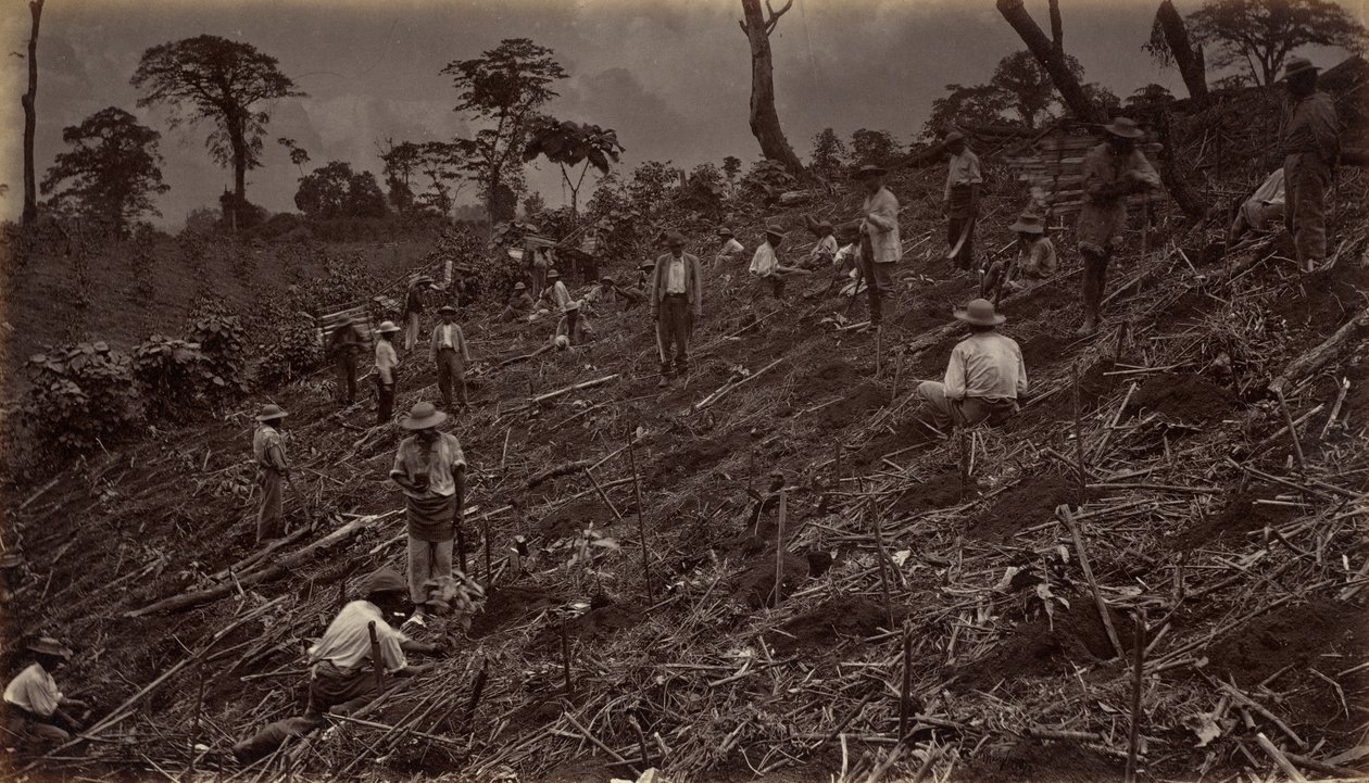 Kávéültetvény felállítása Antigua de Guatemalában, 1875, 1877-ben jelent meg. alkotó: Eadweard Muybridge