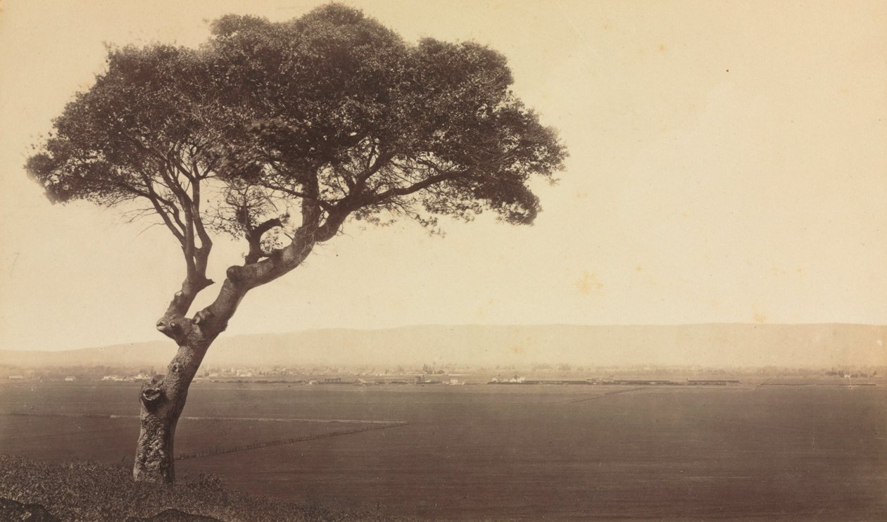Cím nélkül (Tájkép Watsonville közelében, Kalifornia) alkotó: Eadweard J. Muybridge