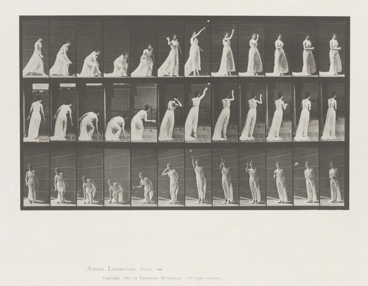 Állatmozgás, 305. tábla alkotó: Eadweard Muybridge