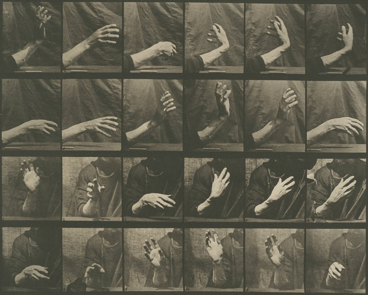 Állatok mozgása, 535. tábla alkotó: Eadweard Muybridge