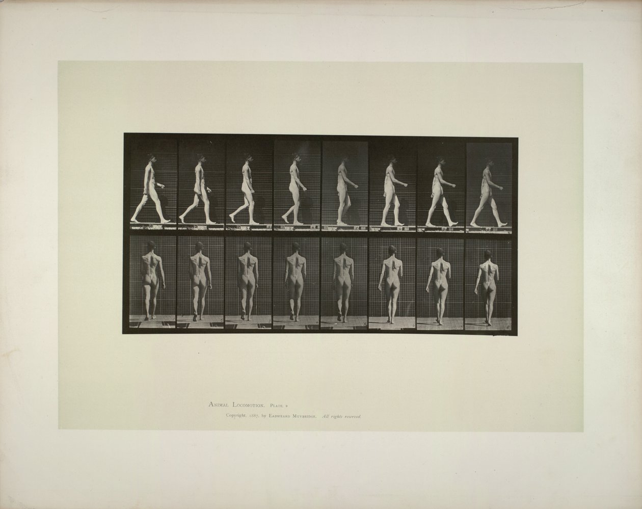 Állatok mozgása: hímek medenceszövete, 1887. alkotó: Eadweard Muybridge