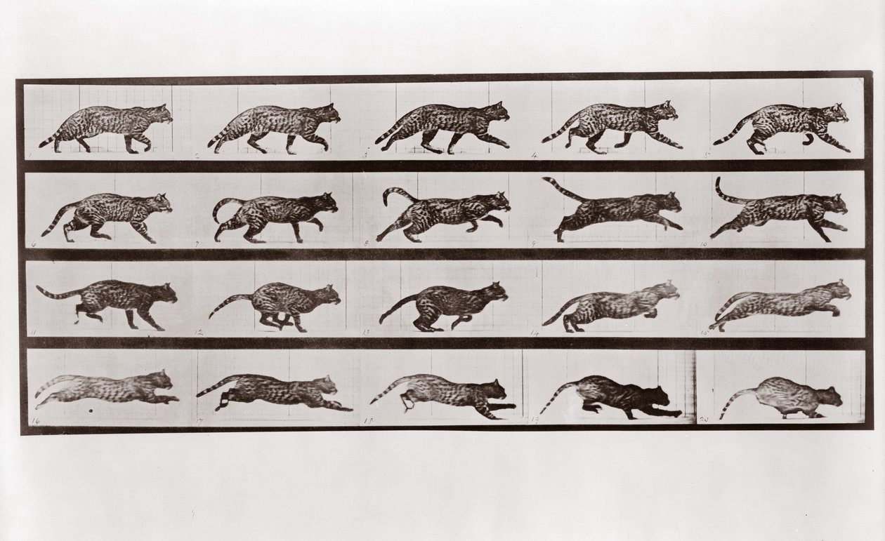 Macskaügetés és vágtatás, 717-es tábla az Animal Locomotion-tól, 1887 alkotó: Eadweard Muybridge