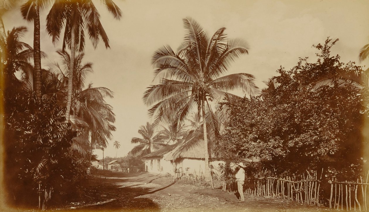 Kakaópálma - Retalhuleu, Guatemala alkotó: Eadweard Muybridge