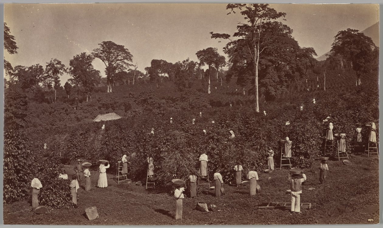 Kávészüret, Las Nubes – Guatemala alkotó: Eadweard Muybridge