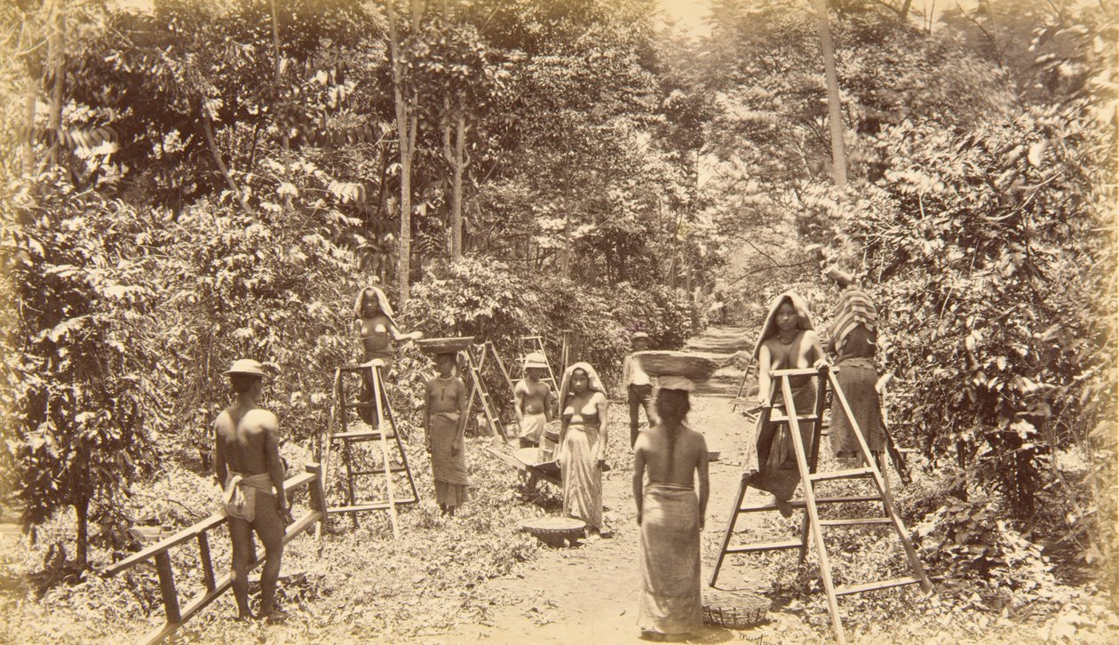 Kávészüret San Isidróban - 1000 láb tengerszint feletti magasságban, Guatemala alkotó: Eadweard Muybridge
