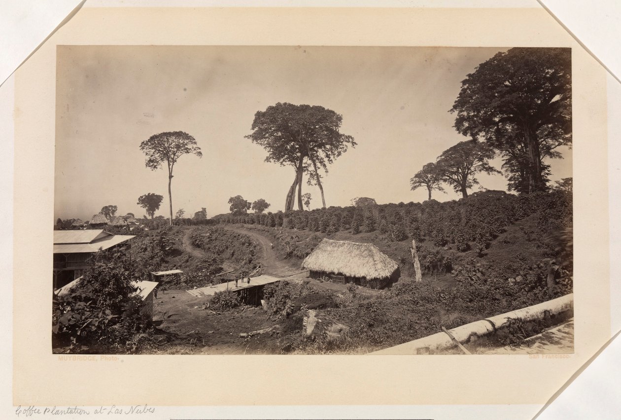 Kávéültetvény Las Nubes-ben, Guatemala alkotó: Eadweard Muybridge
