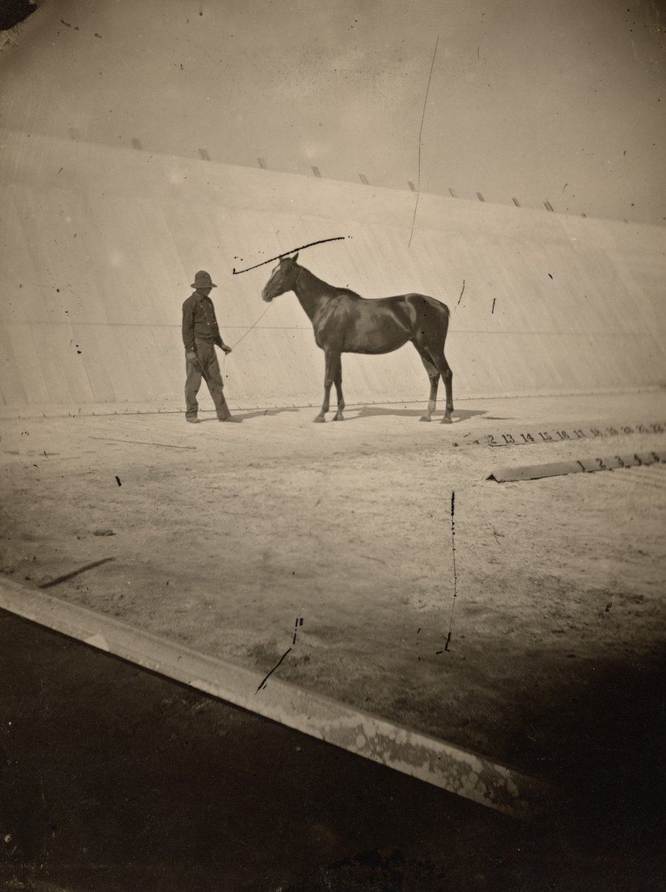 Részlet a Leland Stanford Palo Alto-i lovasfarmjának pályájáról,1878-1879 (fotó) alkotó: Eadweard Muybridge