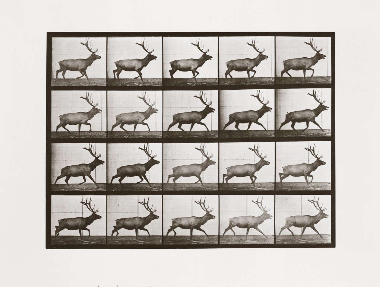 Elk, 692. tábla, Animal Locomotion, 1887 alkotó: Eadweard Muybridge