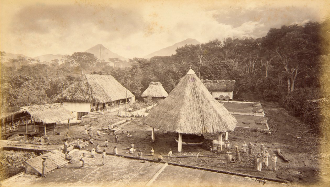Hacienda William Nelson, San Isidro, Guatemala alkotó: Eadweard Muybridge