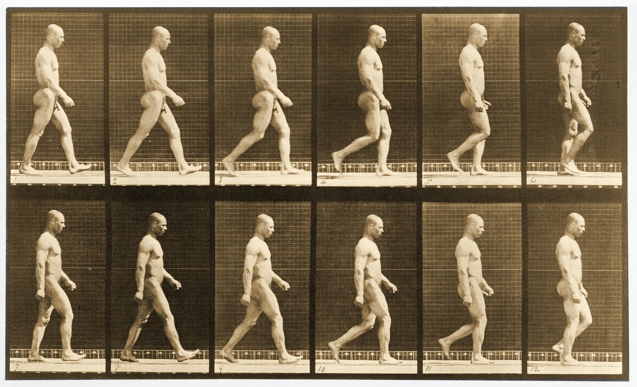 Sétáló meztelen férfi képsorozata, „Animal Locomotion” sorozat, 1881 körül (f/w fotó) alkotó: Eadweard Muybridge