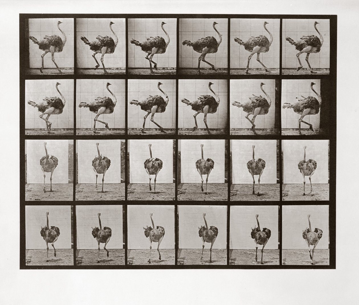 Struccfutás, 772-es tábla, Animal Locomotion, 1887 alkotó: Eadweard Muybridge