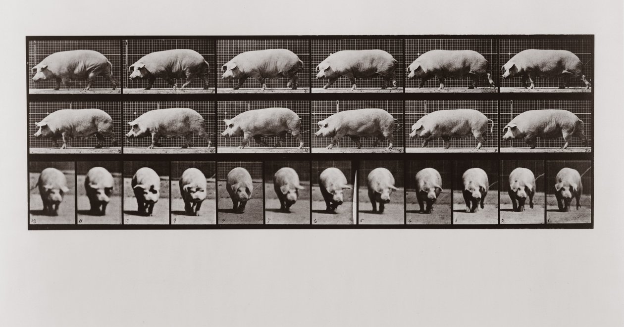 Disznójárás, 673. tábla az Animal Locomotion-tól, 1887 alkotó: Eadweard Muybridge