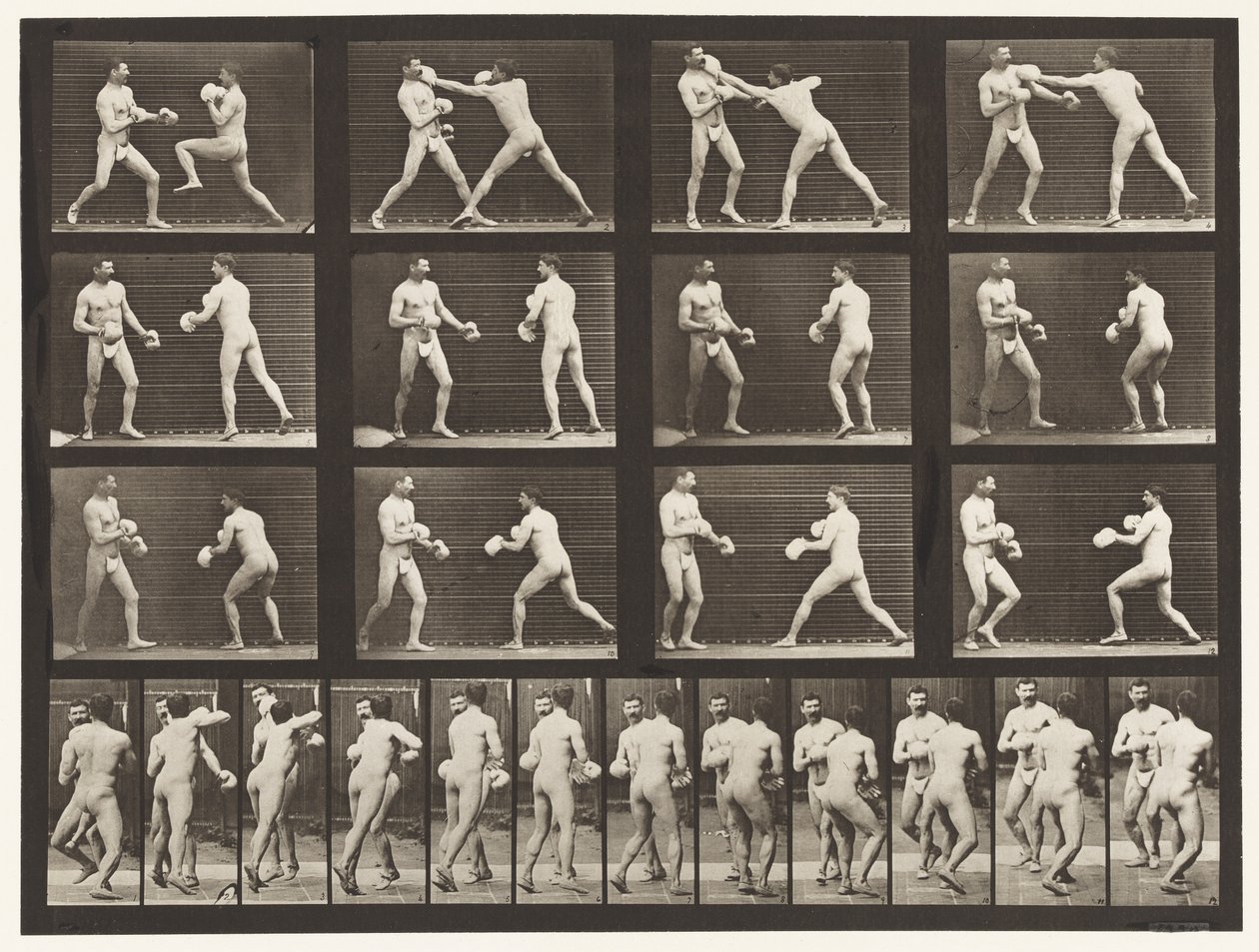 tábla 335. Ökölvívás; Kesztyűvel alkotó: Eadweard Muybridge