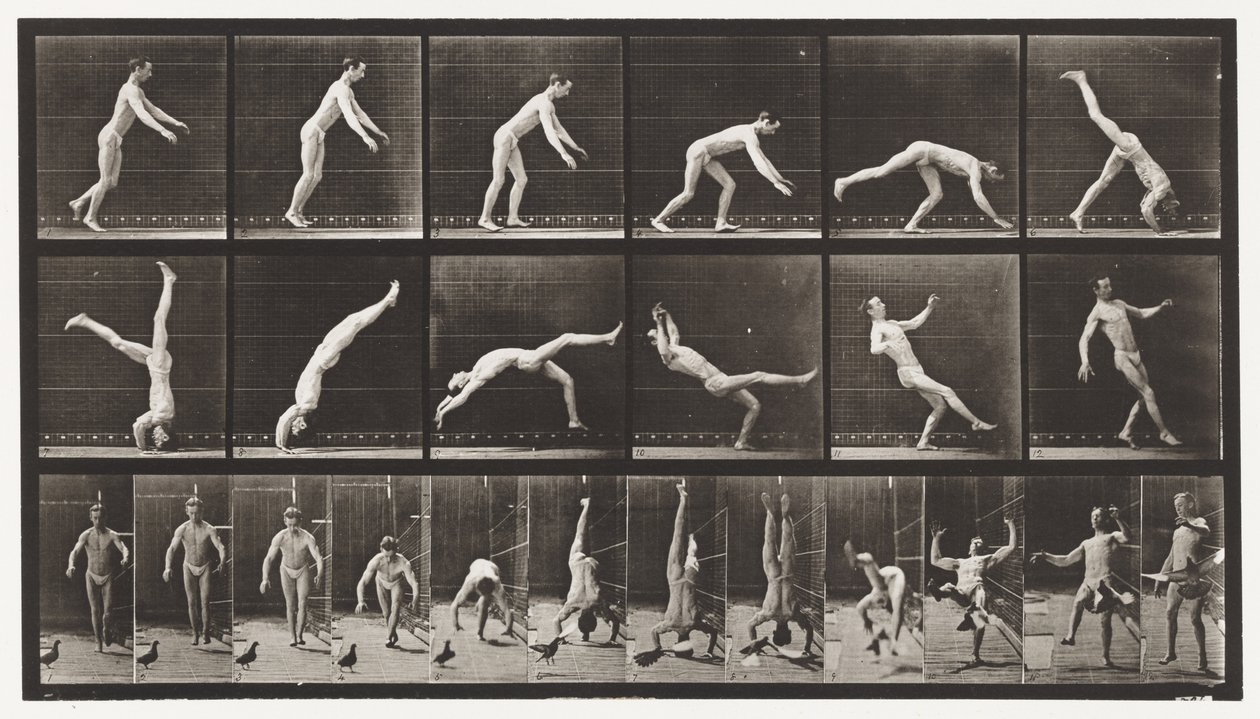 365. tábla. Fejrugó, egy repülő galamb zavarja alkotó: Eadweard Muybridge